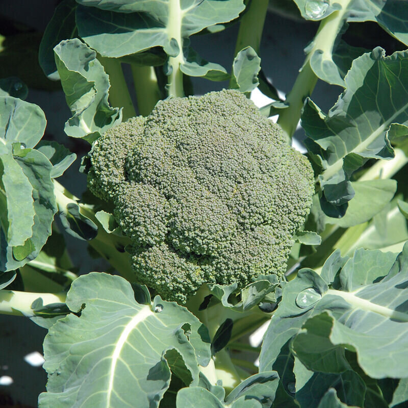 Broccoli - var.: de cicco (3 to 5 plants per pot)