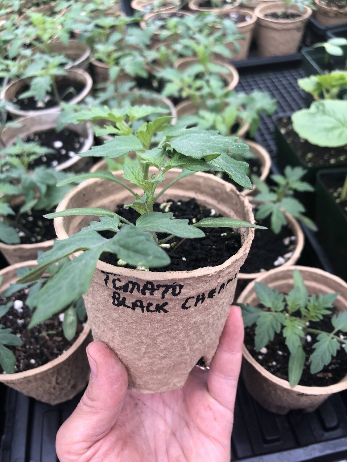 Cherry tomato - var.: black cherry (2 plants per pot)