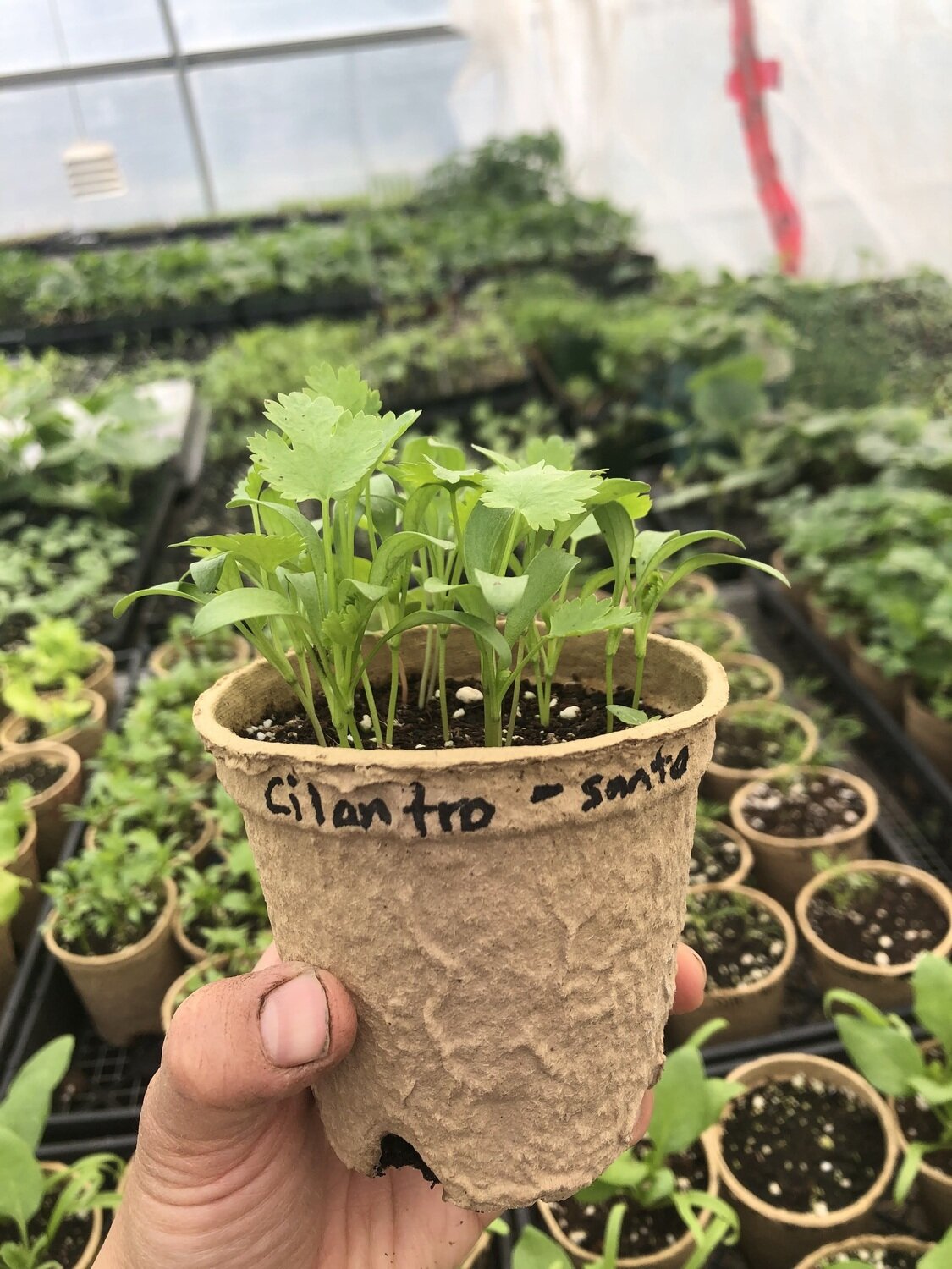 Cilantro - var.: santo (7 to 10 plants per pot)