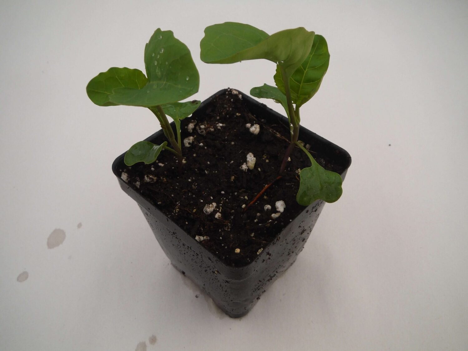 Gai lan - var.: green pearl (3 to 5 plants per pot)