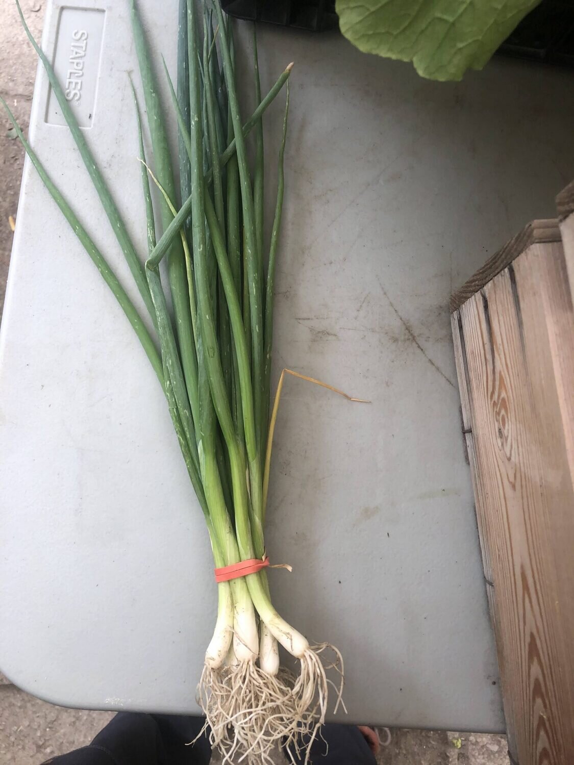 Green onion - var.: parade (20 to 30 plants per pot)