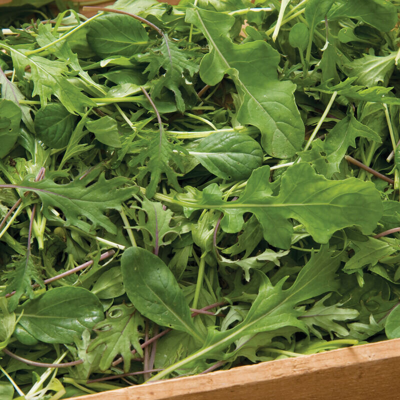 Greens, baby leaf - var.: ovations greens mix (10 to 15 plants per pot)