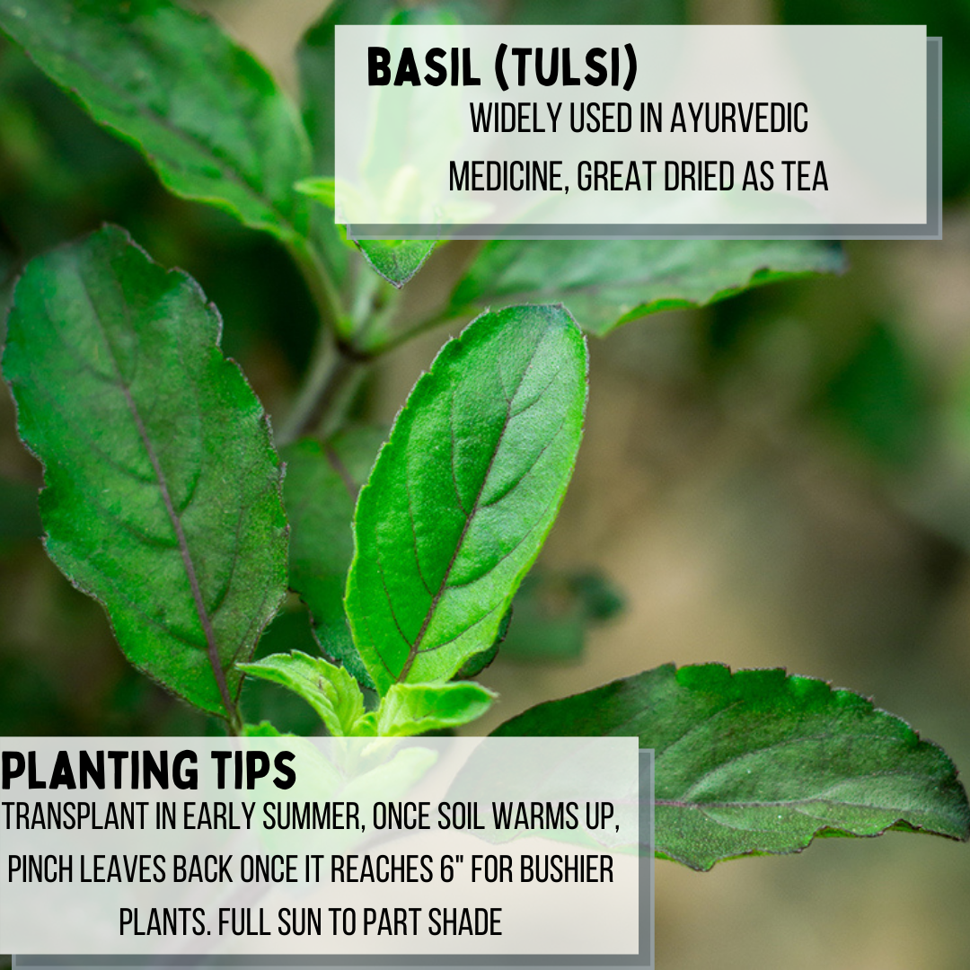 Holy Basil - var.: kapoor tulsi (4 to 6 plants per pot)
