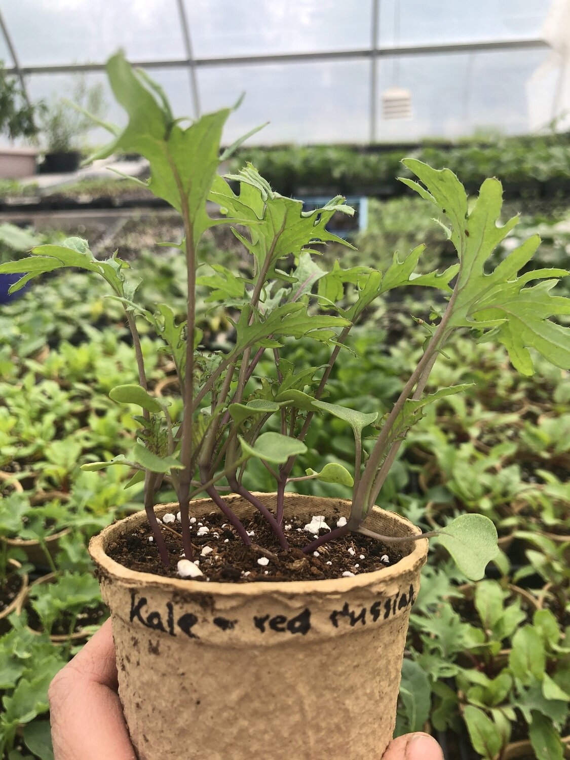 Kale - var.: red russian (4 to 7 plants per pot)