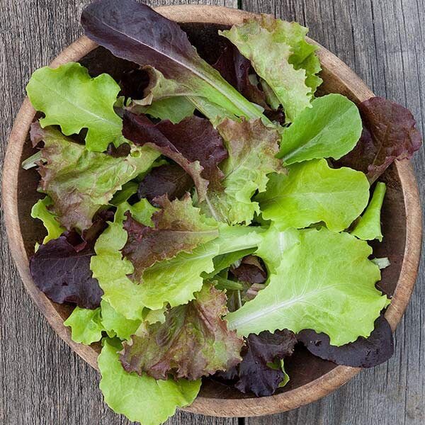 Lettuce, baby leaf - var.: gourmet lettuce blend (10 to 15 plants per pot)