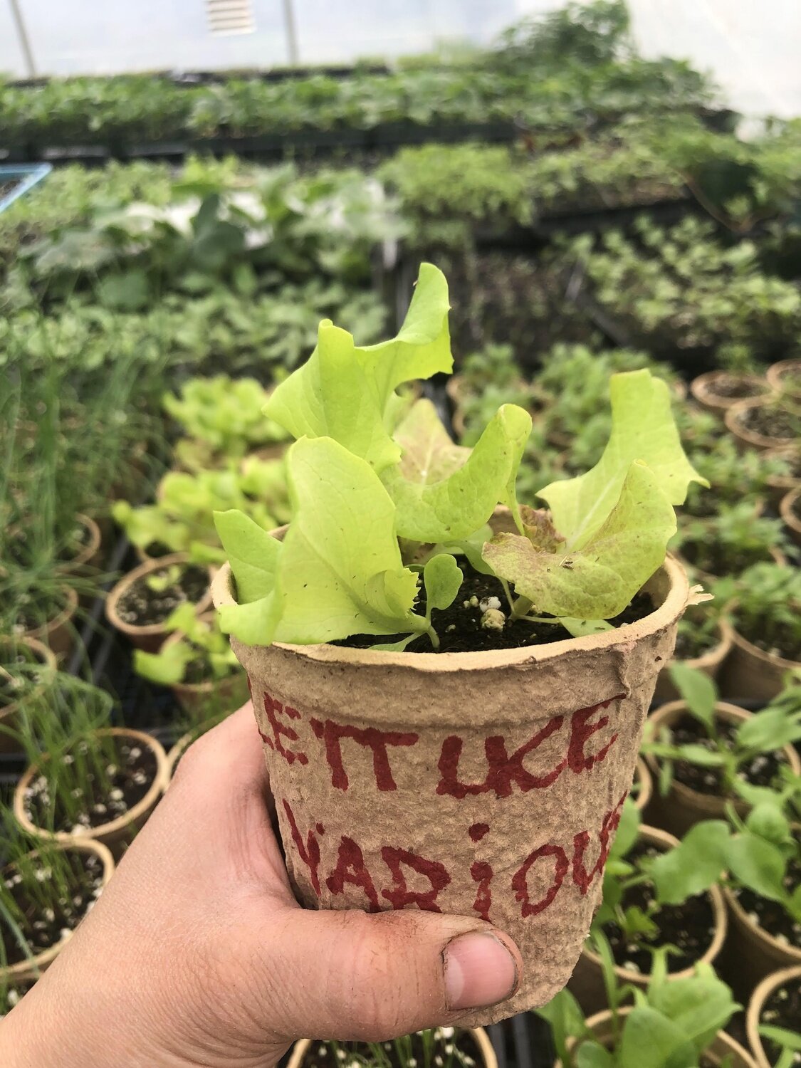 Lettuce, head - var.: mix (4 to 7 plants per pot)