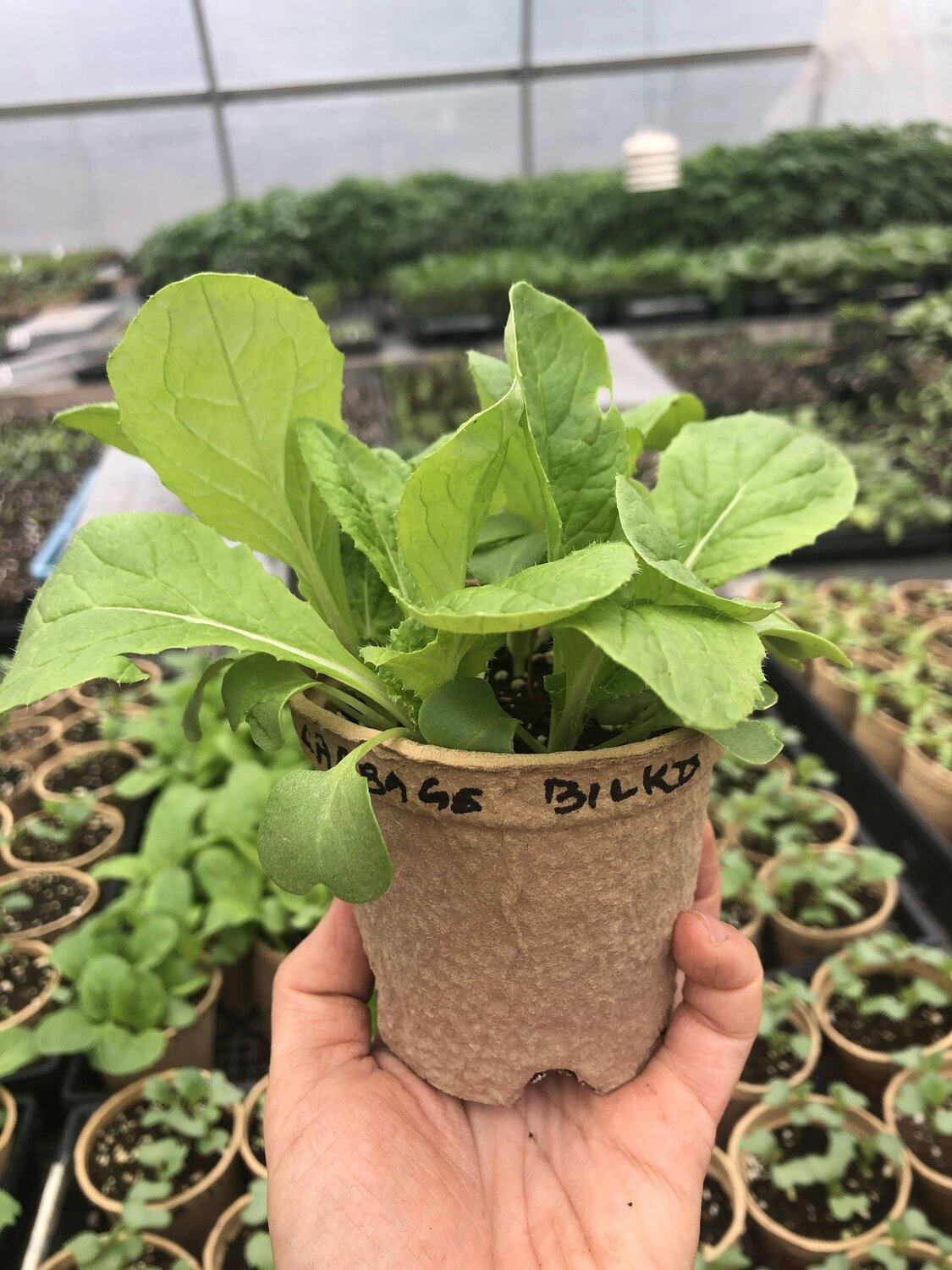 Napa cabbage - var.: bilko (4 to 7 plants per pot)