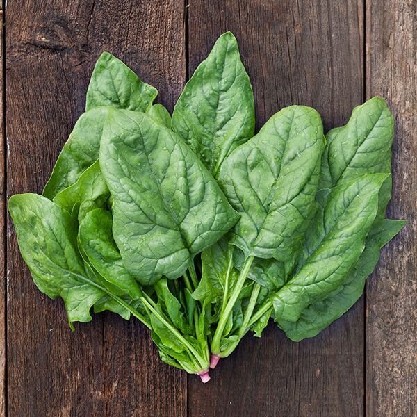 Spinach - var.: giant winter (5 to 7 plants per pot)