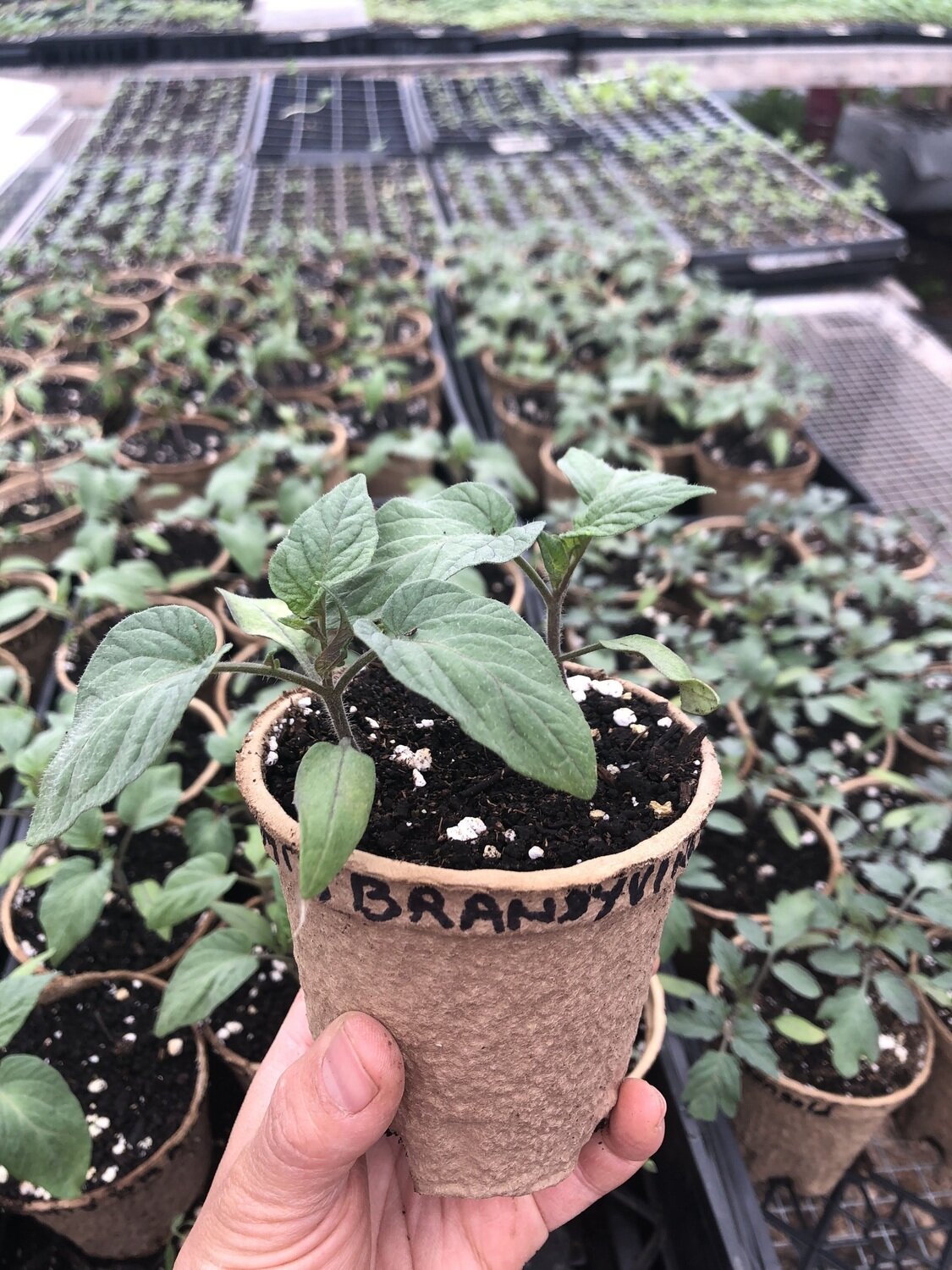 Tomato - var.: brandywine (2 plants per pot)