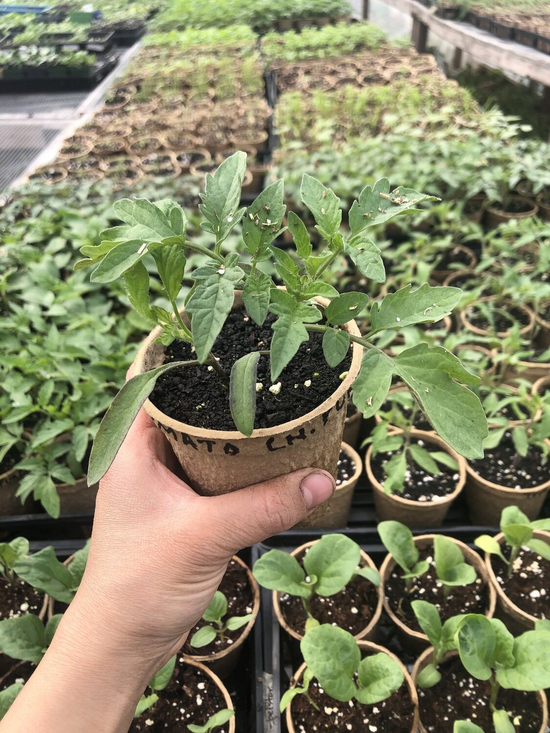 Tomato - var.: cherokee purple (2 plants per pot)