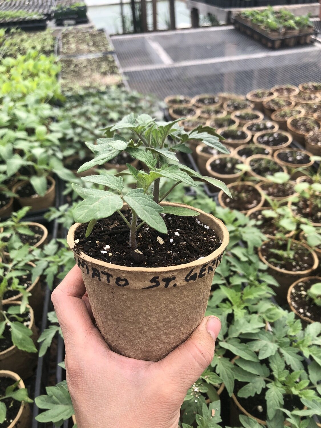 Tomato - var.: striped german (2 plants per pot)