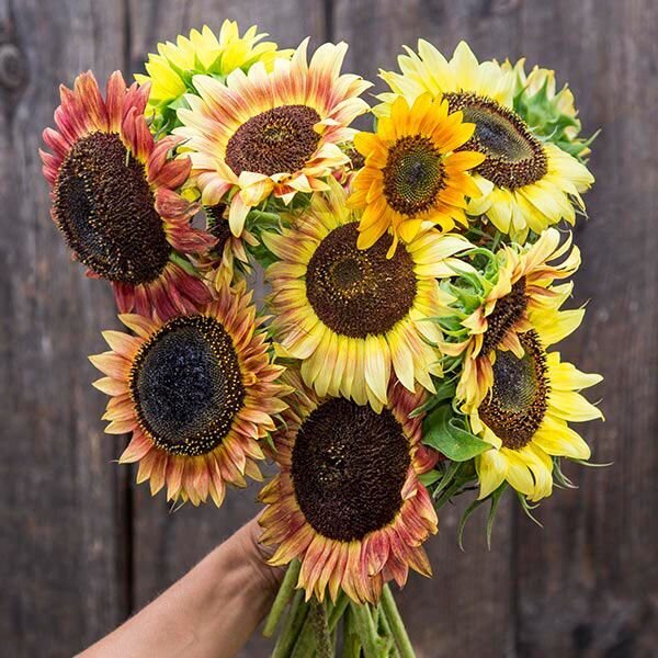 Sunflower = var: evening colours blend ( 2-3 plants per pot)