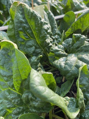 Organic Spinach (1 lb)