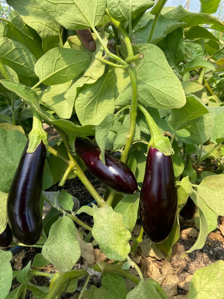 Eggplant - var.: diamond (2 plants per pot)