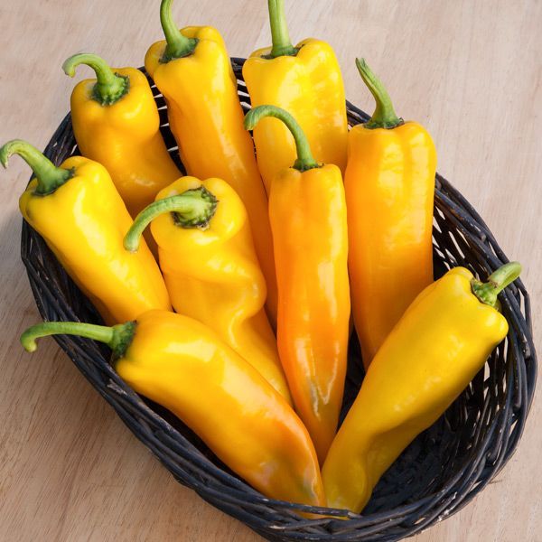 Sweet pepper - var.: lively italian yellow (2 plants per pot)
