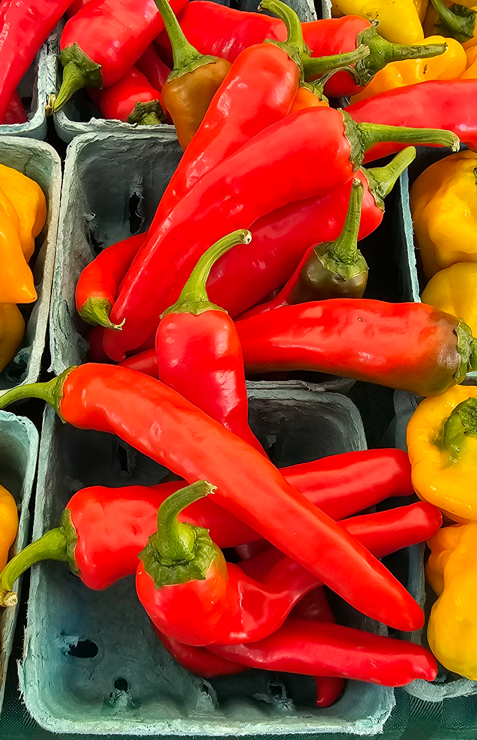 Hot pepper - var.: ring-o-fire cayenne (2 plants per pot)