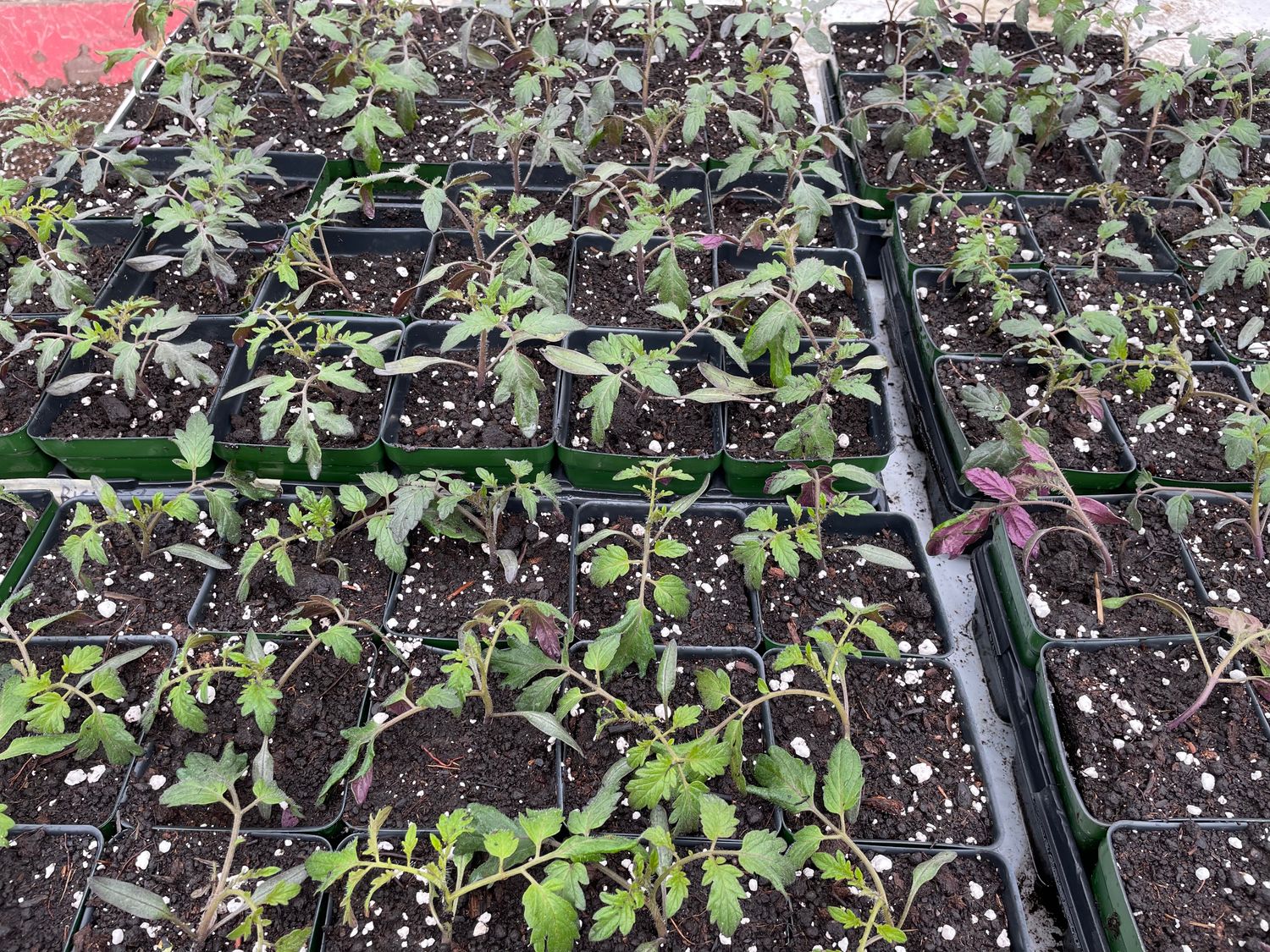 Tomato - var.: moskvich (2 plants per pot)