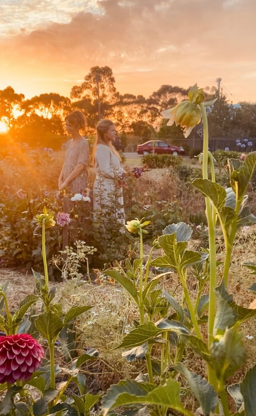 Dahlias at Dusk Workshop