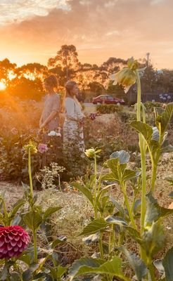 Dahlias at Dusk Workshop