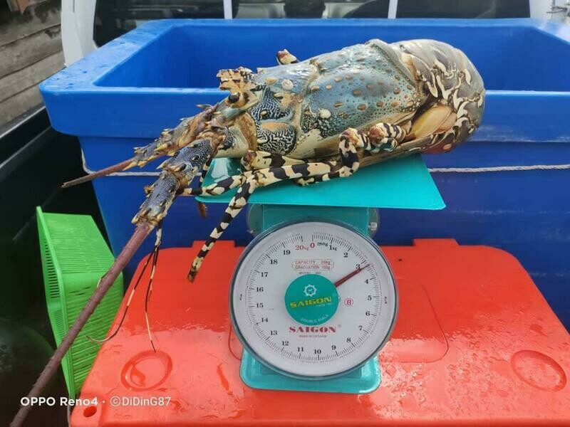 Pearl Lobster