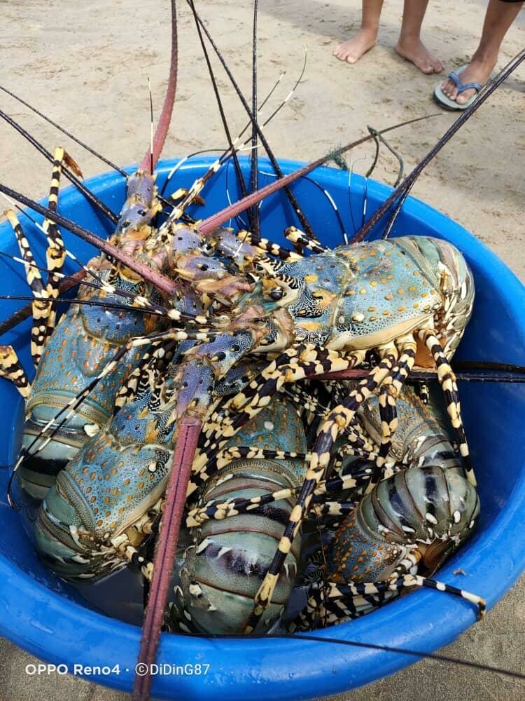 Pearl Lobster