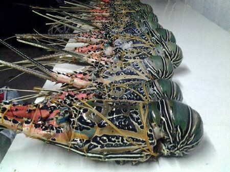 Bamboo Lobster (Rock Lobster)