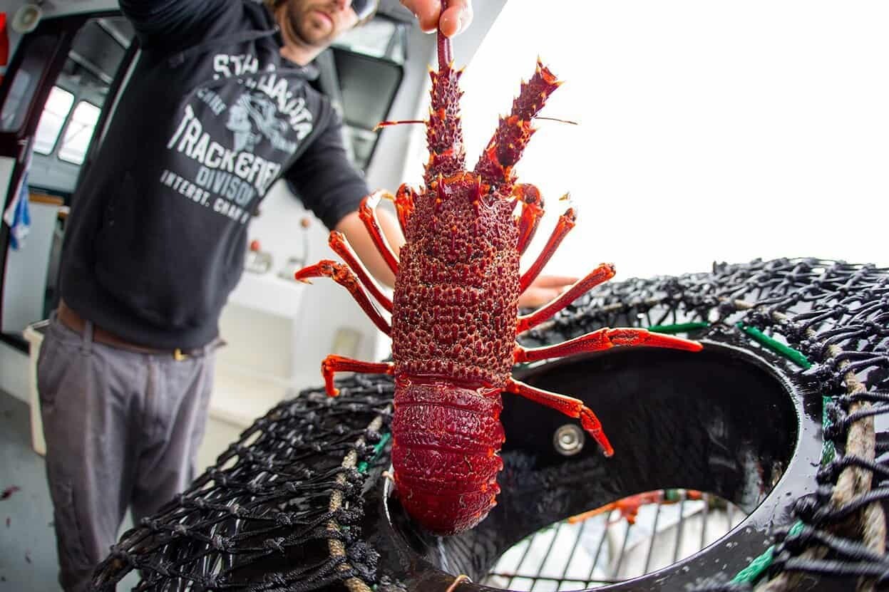 Australia Southern Rock Lobster (J. edwardsii)