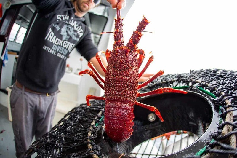 Australia Southern Rock Lobster (J. edwardsii)
