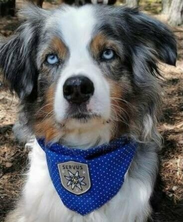 Hundehalstuch "Servus" Echte Handarbeit aus Bayern