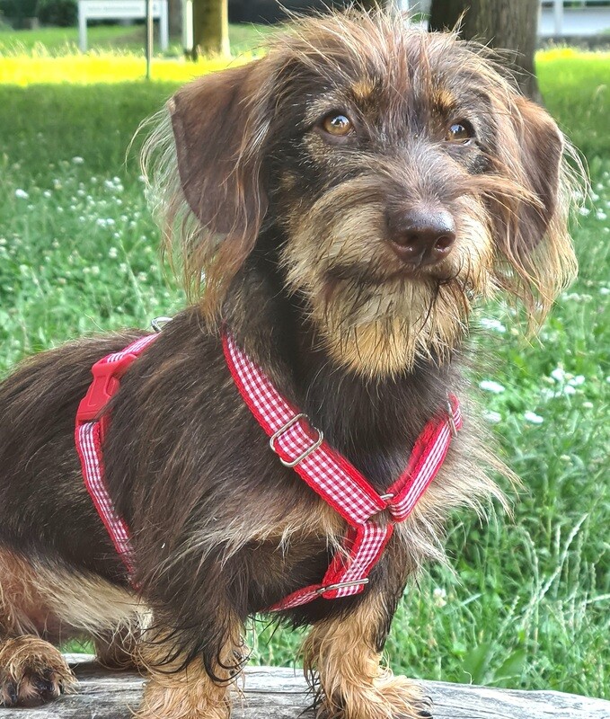 Hundegeschirr "Karo"