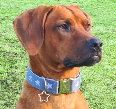 Hundehalsband  für große Hunde