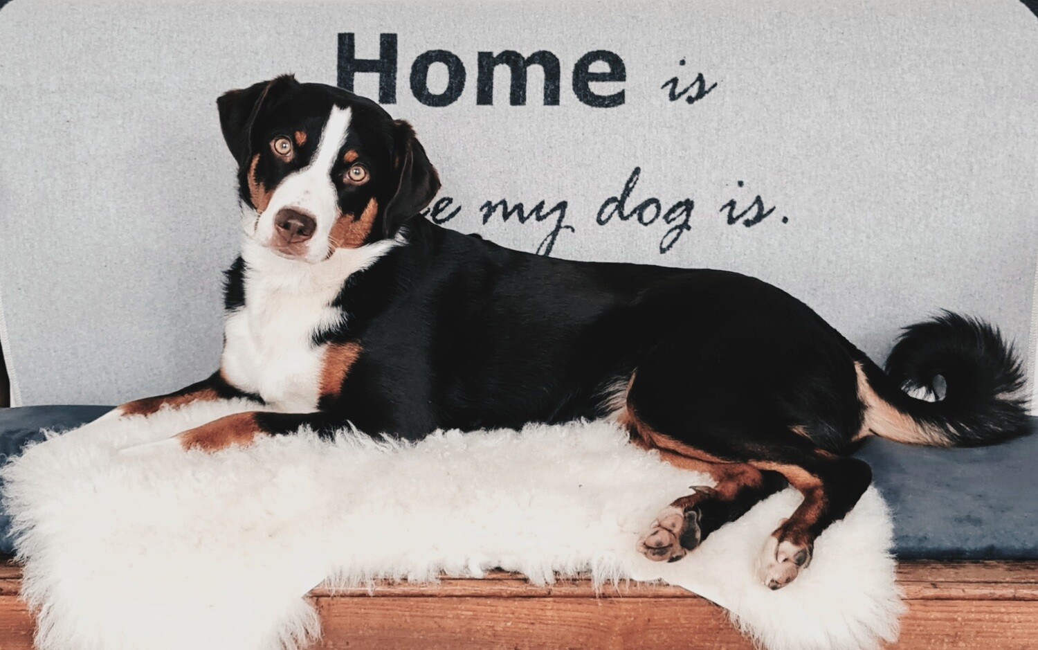 Home is where my dog is   Kuscheldecke 70 x 90 cm