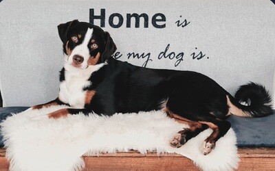 Home is where my dog is Kuscheldecke 70 x 90 cm Home is where my dog is Kuscheldecke 70 x 90 cm