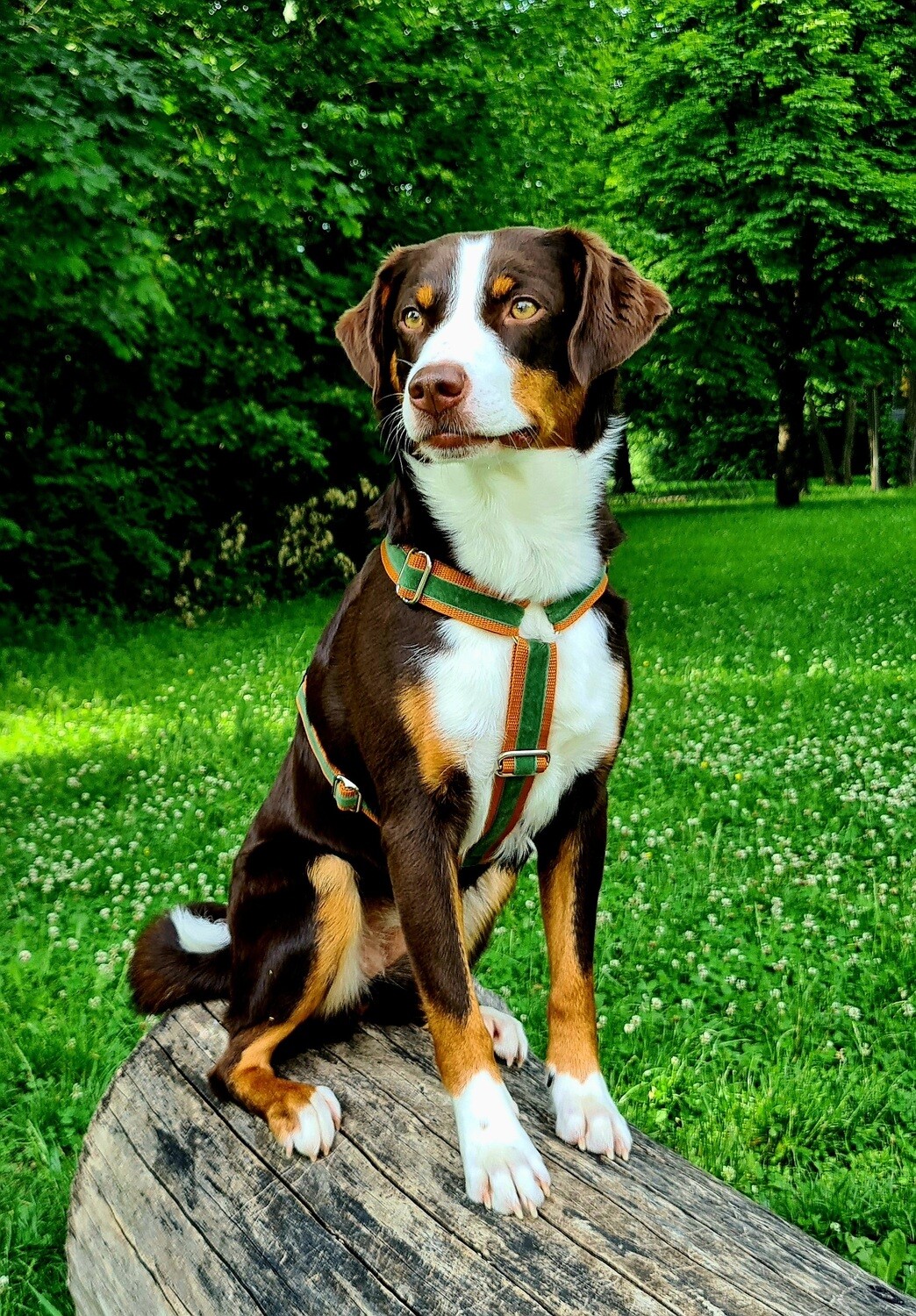 Hundegeschirr "Herzogstand"