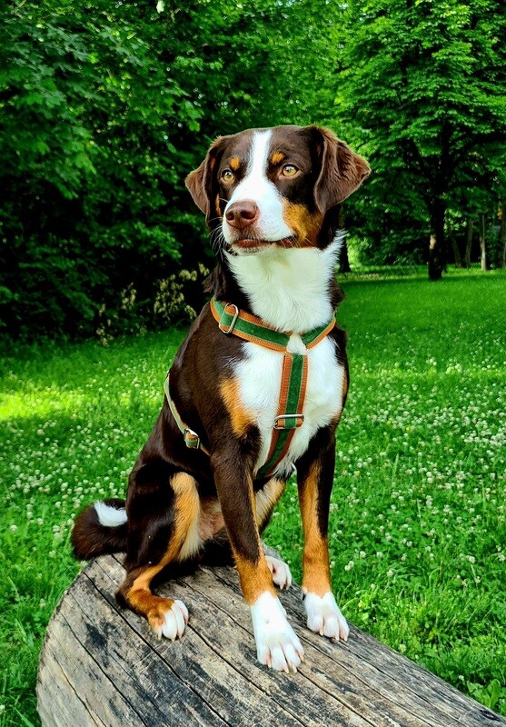 Hundegeschirr "Herzogstand"