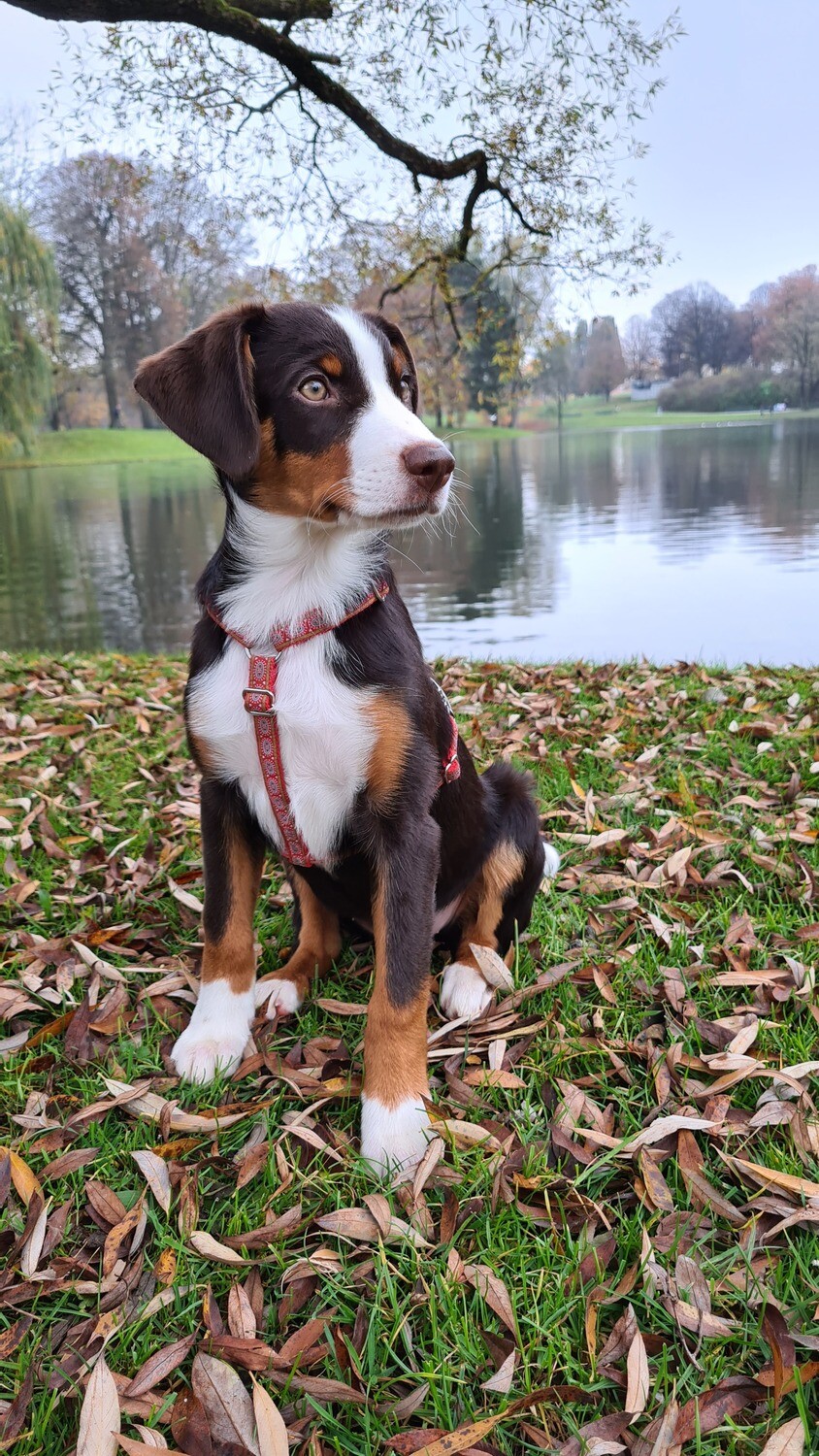 Hundegeschirr "Mini"