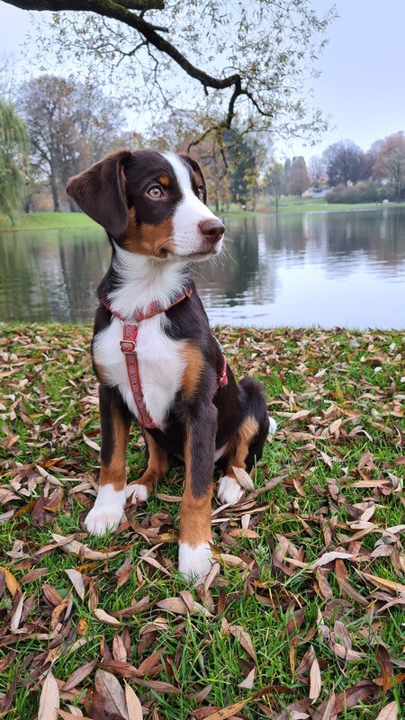 Hundegeschirr "Mini"