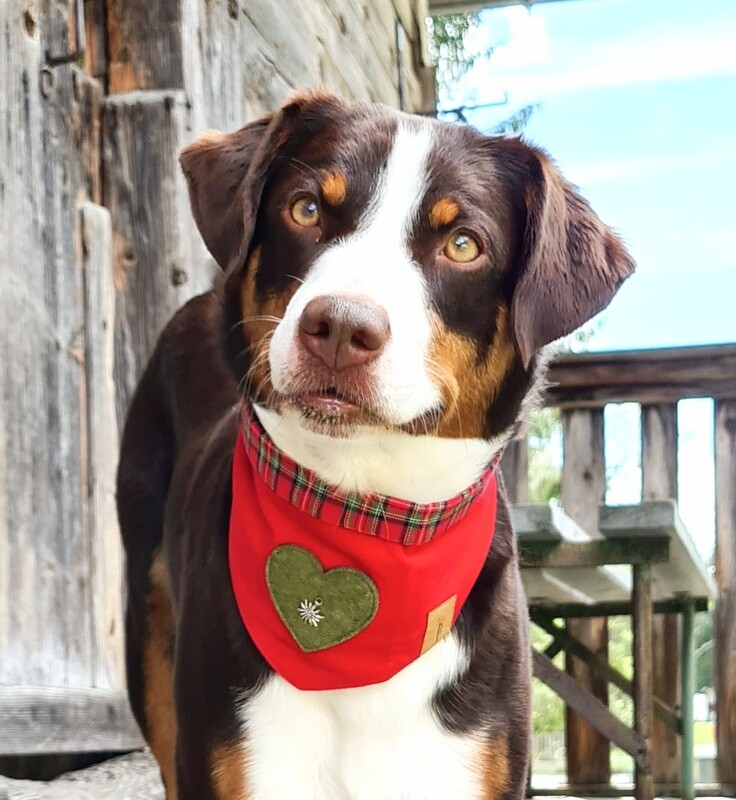 Hundehalstuch "Alpen"