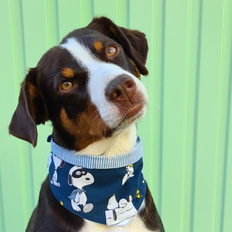 Hundehalstuch "Happy-Snoopy"
