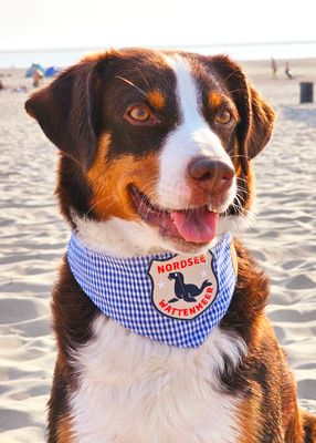 Hundehalstuch "Nordsee"