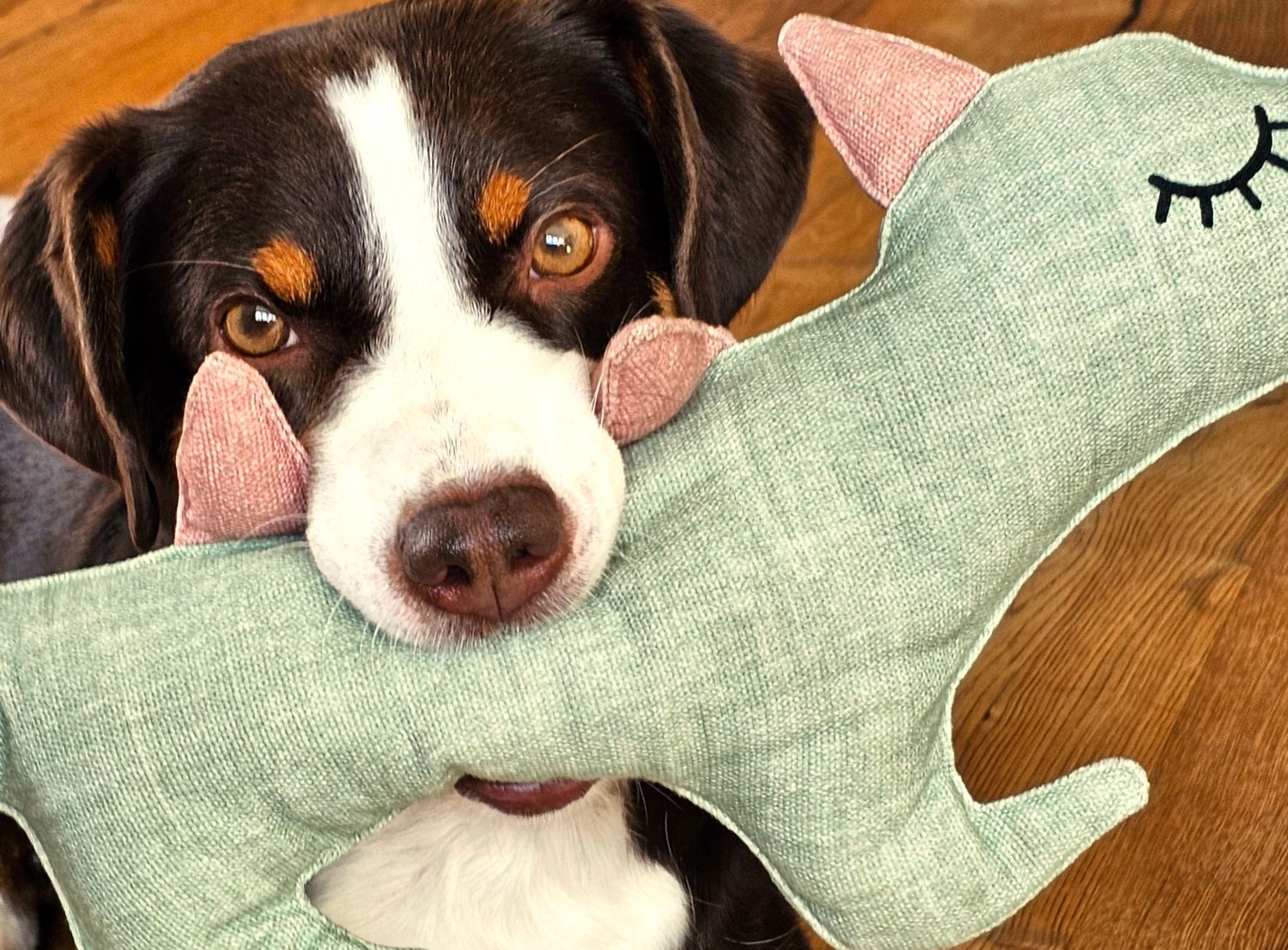 Hundespielzeug SIEGFRIED