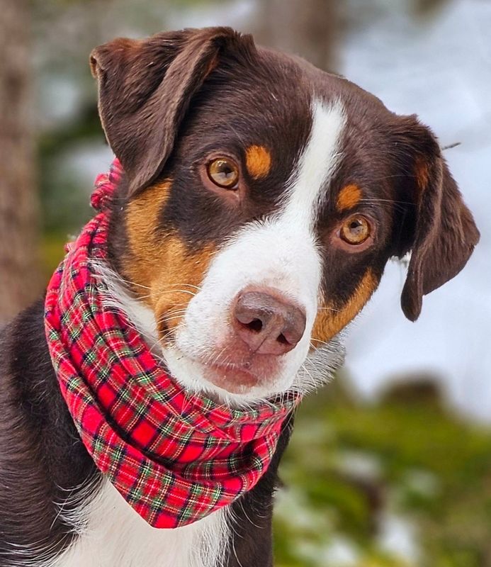Weihnachtliches Hundehalstuch  Handarbeit aus Bayern