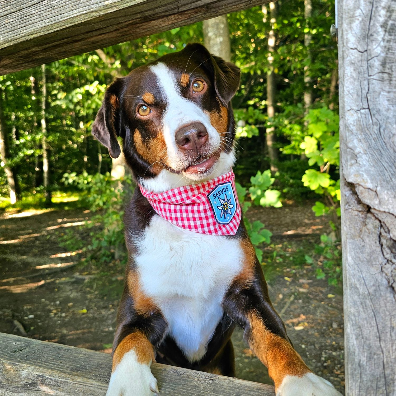 Bayerisches Hundehalstuch "Servus"