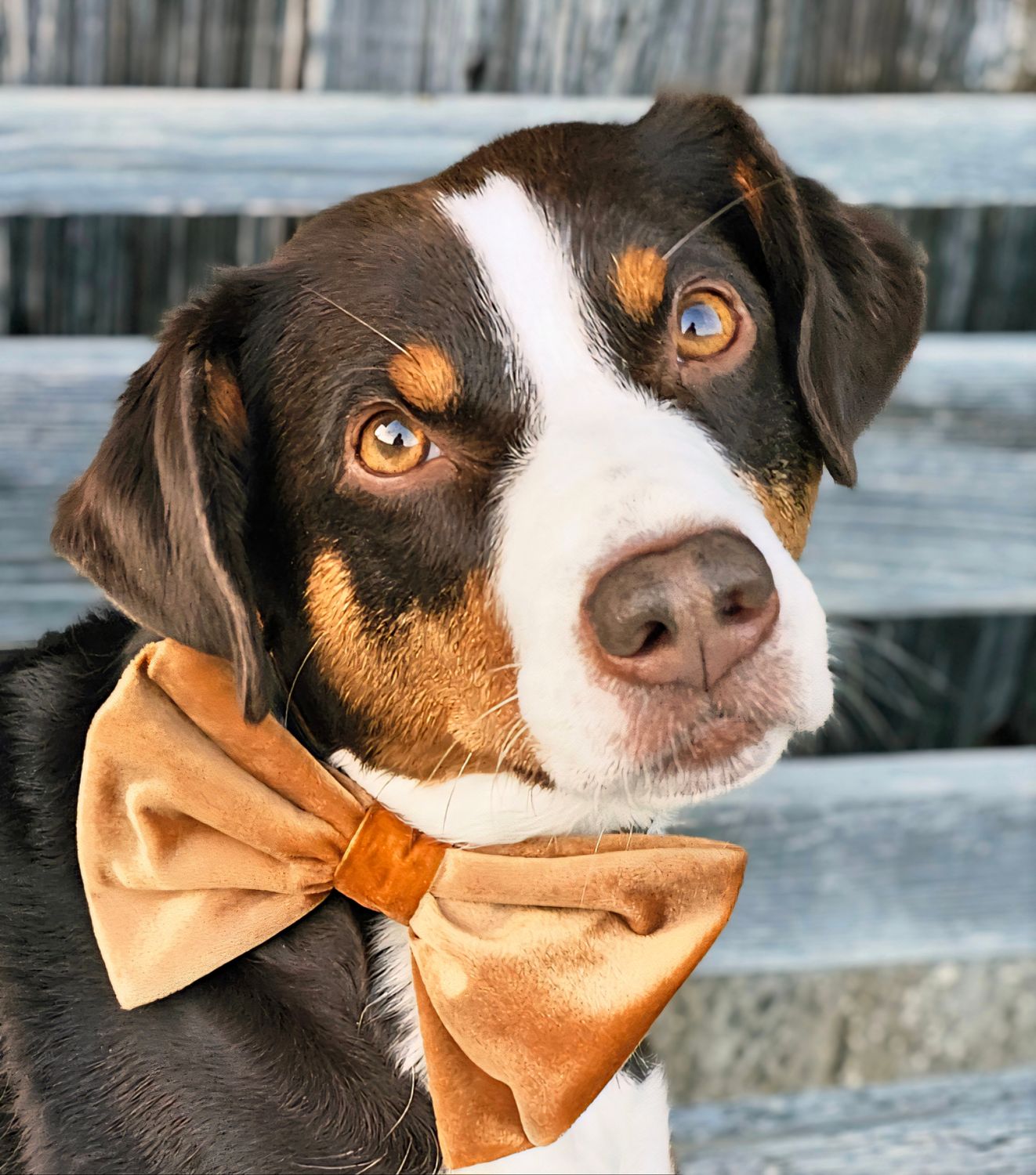 Weihnachts-Samtschleife für deinen Hund Weihnachts-Samtschleife für deinen Hund