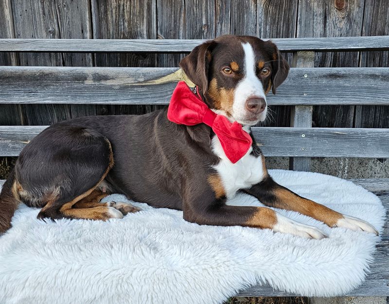 Weihnachtsschleife für Hunde