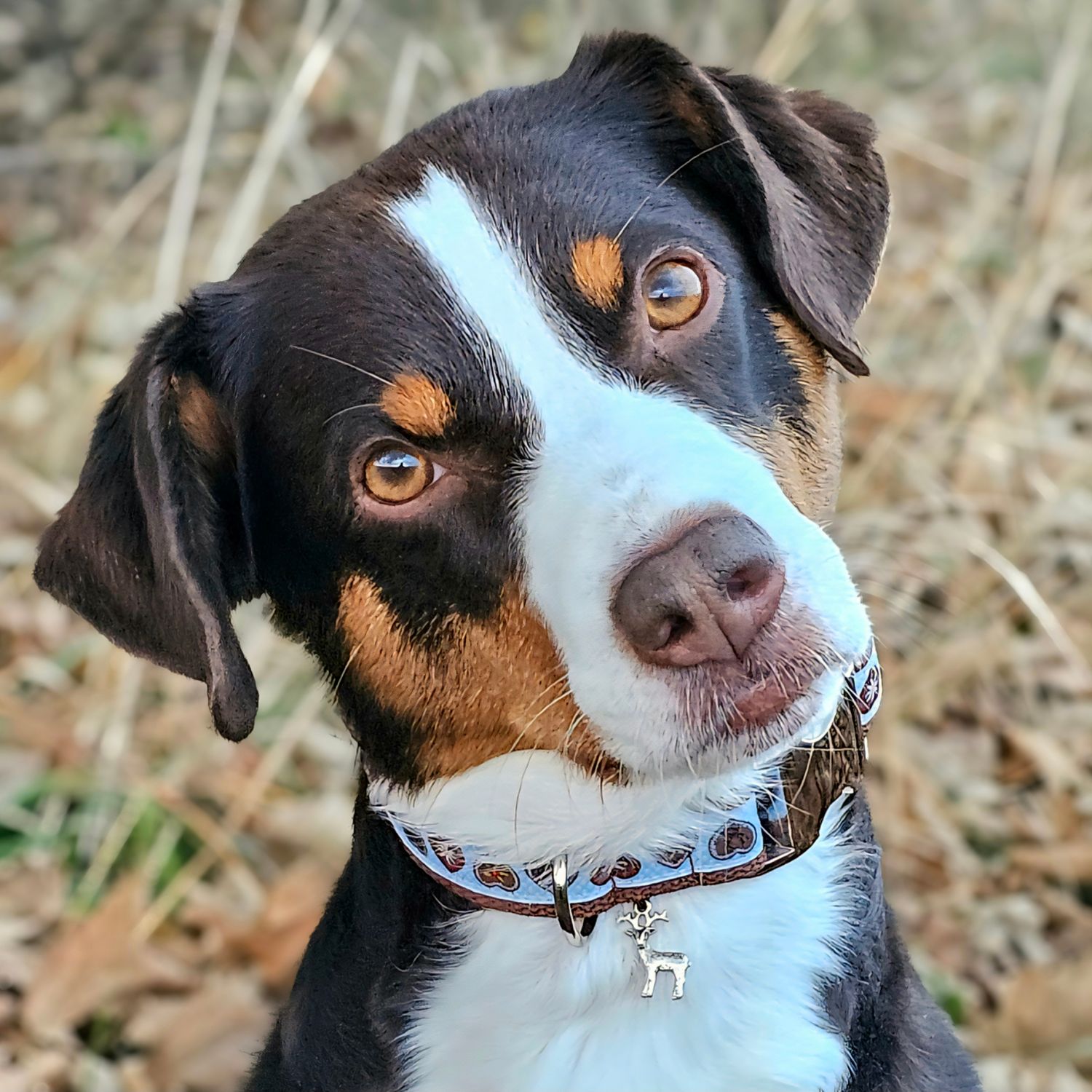 Halsband im Alpenlook für kleine Hunde in Hellblau Halsband im Alpenlook für kleine Hunde in Hellblau