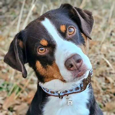 Halsband im Alpenlook  für kleine Hunde in Hellblau