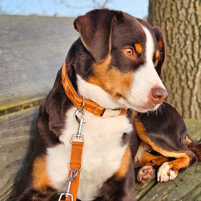 Hundehalsband in feinem Samt Karamellfarben