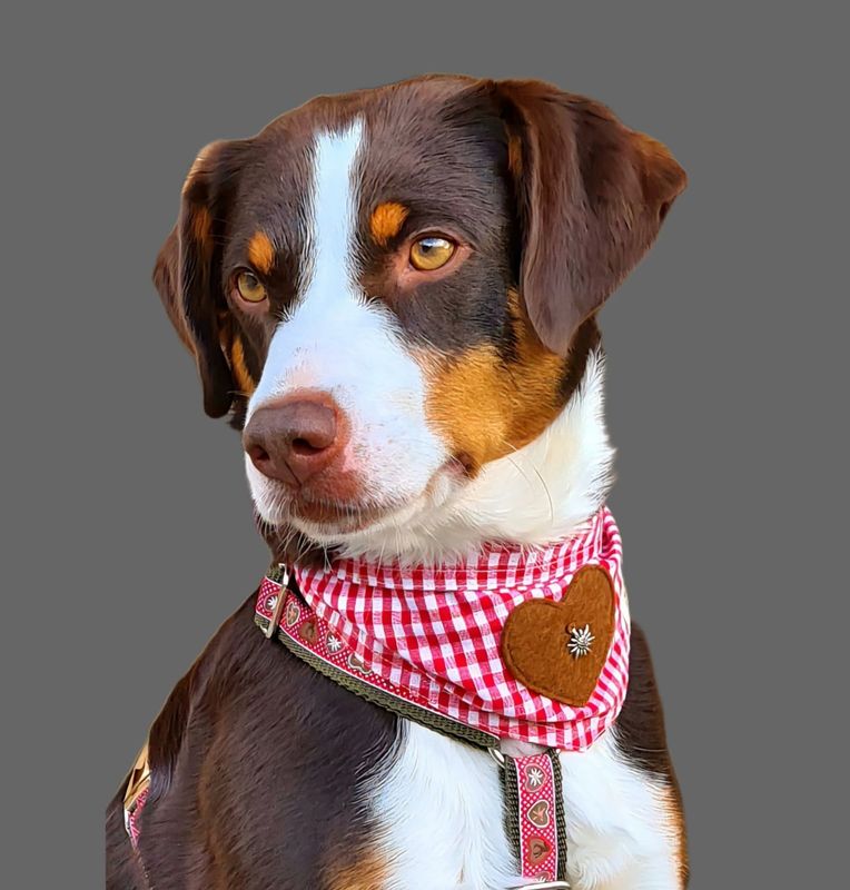 Alpen-Glück  Hundehalstuch