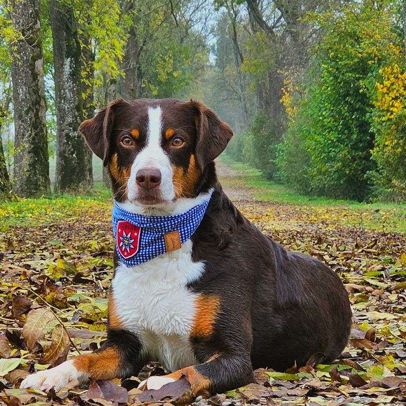 Bayerisches Hundehalstuch Bayerisches Hundehalstuch "Servus"